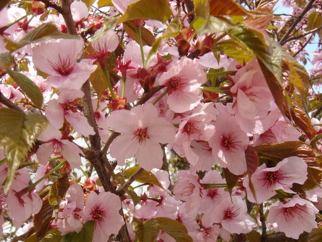 Prunus nipponica 'Kurilensis'